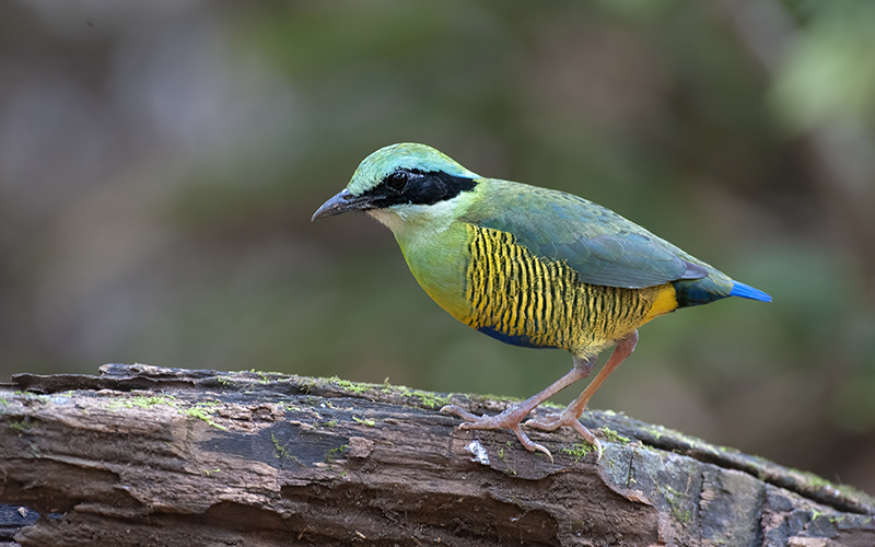 A male of Bar-bellied Pitta at Cat Tien National Park, Southern Vietnam - photo by Bui Duc Tien