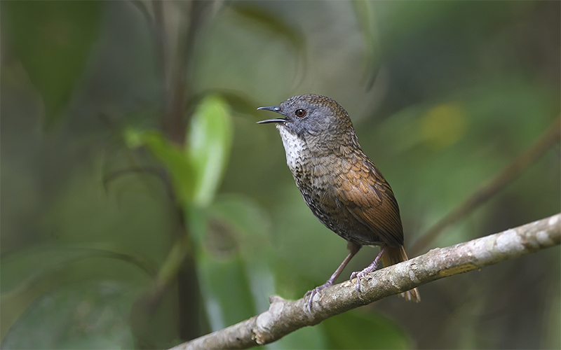 Pale-throated Wren-babbler at Mu Cang Chai (Che Tao forest), Northern Vietnam - Near endemic birds of Vietnam - Photo by Bui Duc Tien