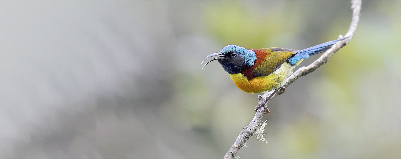 Green-tailed Sunbird - Aethopyga nipalensis - VietBird Ltd