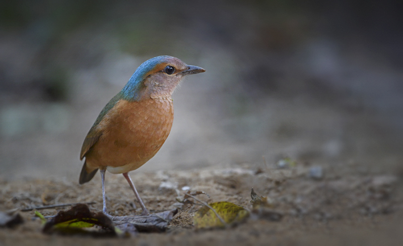Vietnam Bird Photography Tours | Wildlife Photography Tours | VIETBIRD