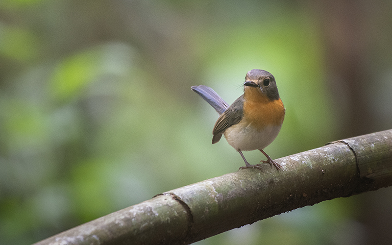 Vietnam Bird Photography Tours | Wildlife Photography Tours | VIETBIRD