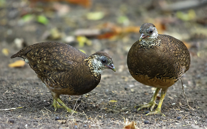 Vietnam Bird Photography Tours | Wildlife Photography Tours | VIETBIRD