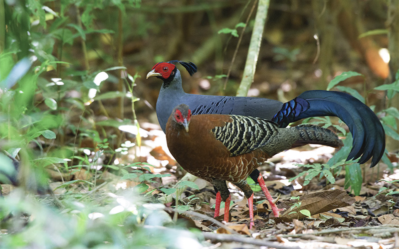 Vietnam Bird Photography Tours | Wildlife Photography Tours | VIETBIRD