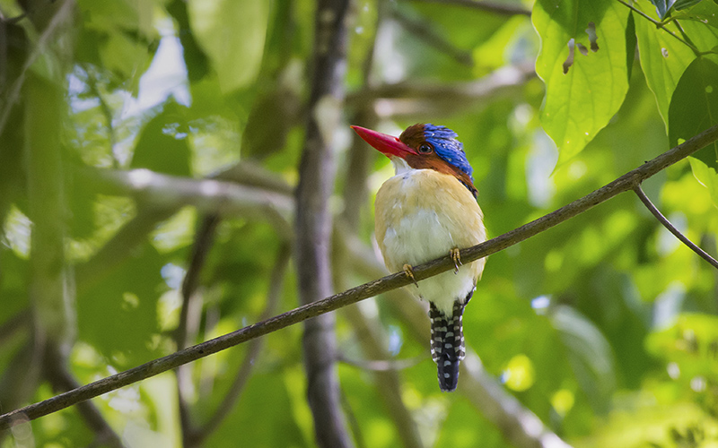 Vietnam Bird Photography Tours | Wildlife Photography Tours | VIETBIRD