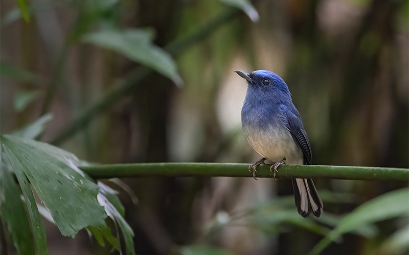Vietnam Bird Photography Tours | Wildlife Photography Tours | VIETBIRD