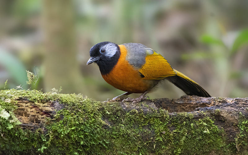 Vietnam Bird Photography Tours | Wildlife Photography Tours | VIETBIRD
