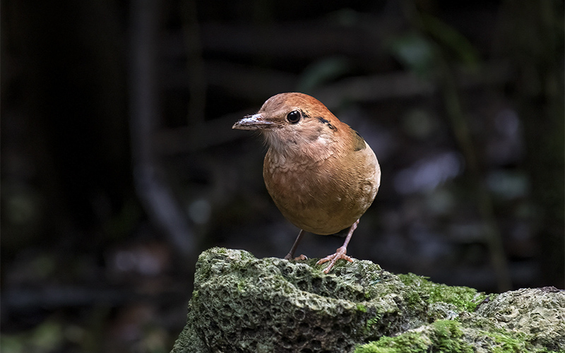 Vietnam Bird Photography Tours | Wildlife Photography Tours | VIETBIRD