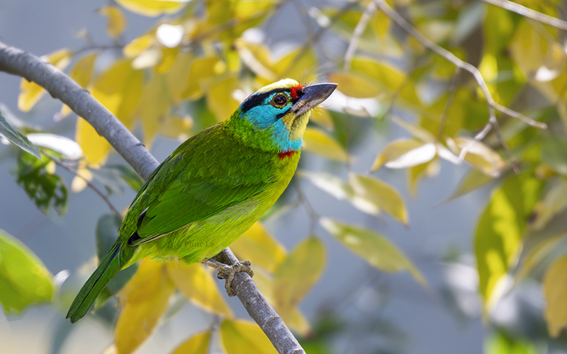 Vietnam Bird Photography Tours | Wildlife Photography Tours | VIETBIRD