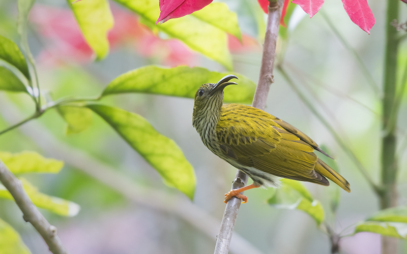 Vietnam Bird Photography Tours | Wildlife Photography Tours | VIETBIRD