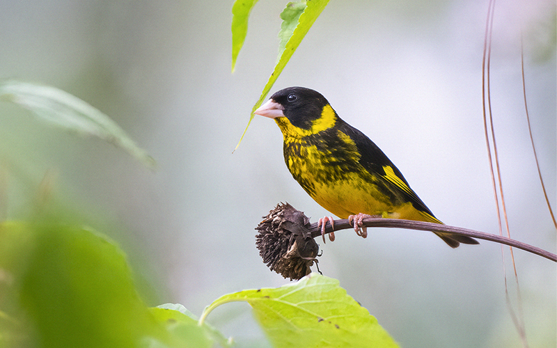 Vietnam Bird Photography Tours | Wildlife Photography Tours | VIETBIRD