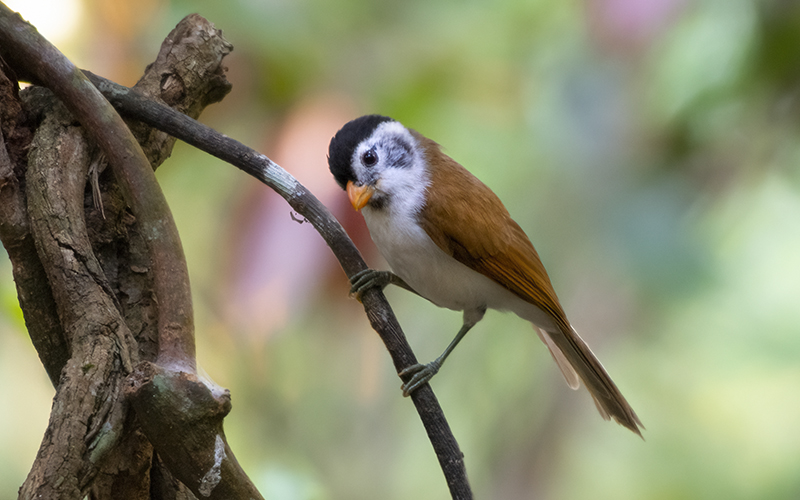 Vietnam Bird Photography Tours | Wildlife Photography Tours | VIETBIRD