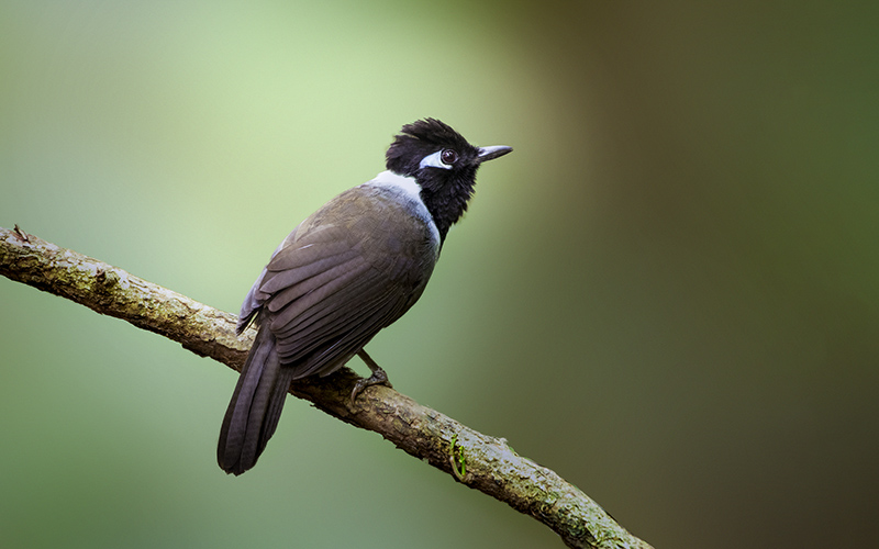 Vietnam Bird Photography Tours | Wildlife Photography Tours | VIETBIRD