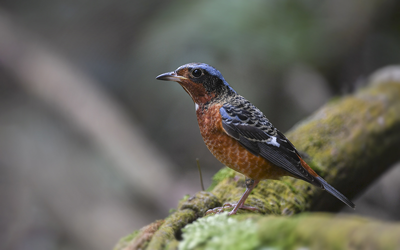 Vietnam Bird Photography Tours | Wildlife Photography Tours | VIETBIRD
