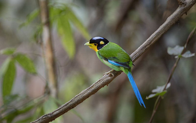 Vietnam Bird Photography Tours | Wildlife Photography Tours | VIETBIRD