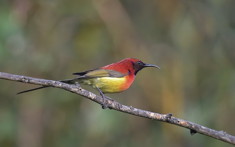 Vietnam Bird Photography Tours | Wildlife Photography Tours | VIETBIRD