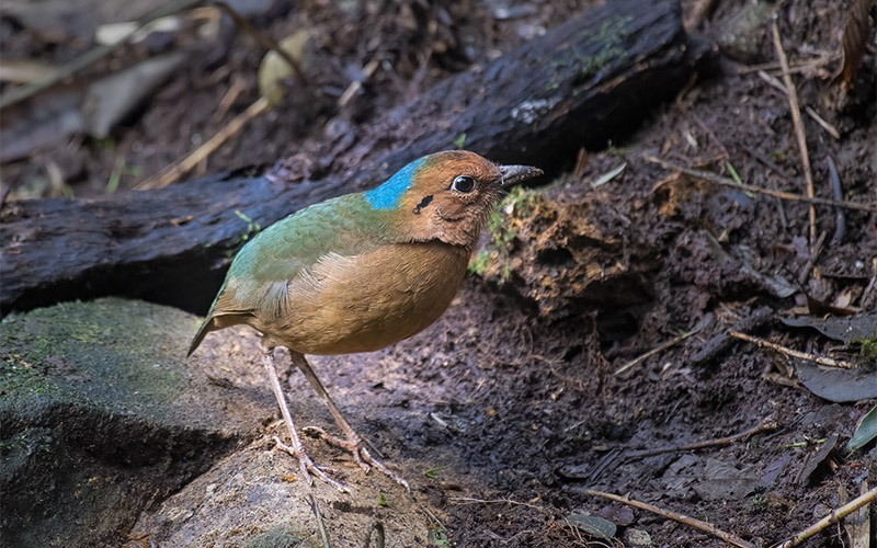 Vietnam Bird Photography Tours | Wildlife Photography Tours | VIETBIRD