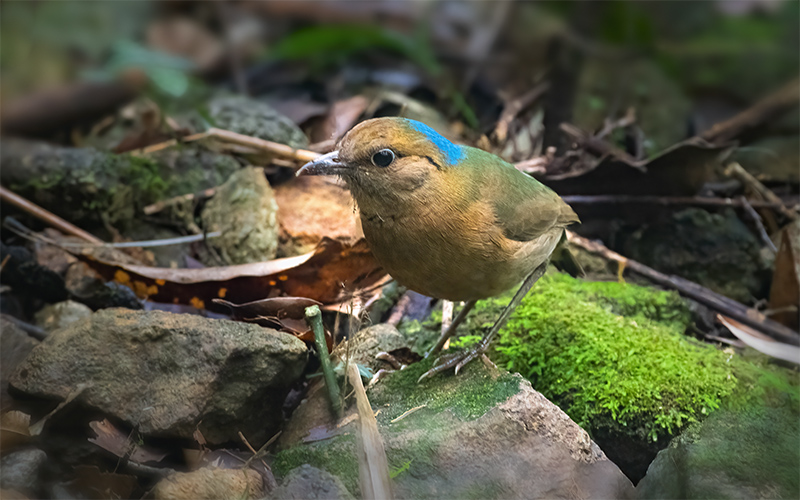 Vietnam Bird Photography Tours | Wildlife Photography Tours | VIETBIRD