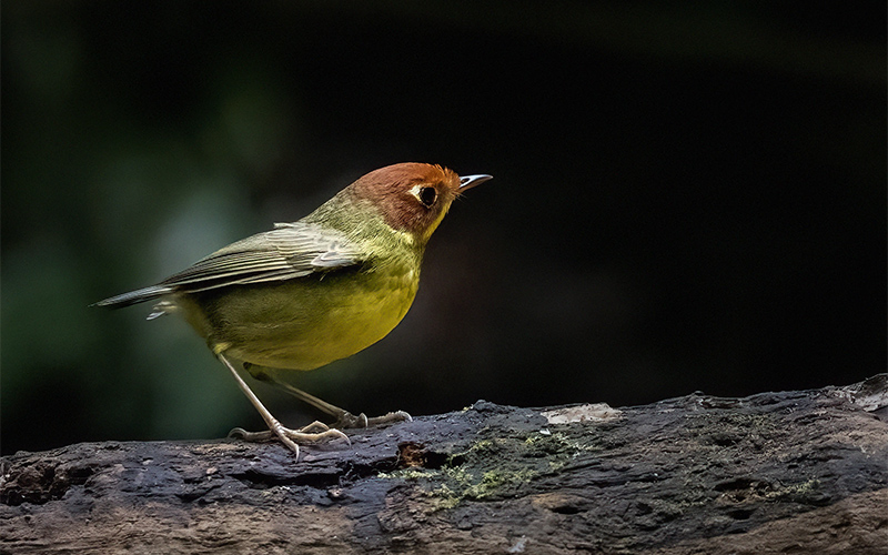 Vietnam Bird Photography Tours | Wildlife Photography Tours | VIETBIRD