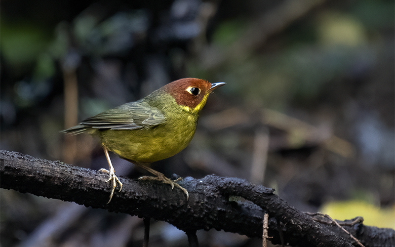Vietnam Bird Photography Tours | Wildlife Photography Tours | VIETBIRD