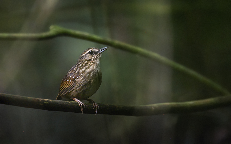 Vietnam Bird Photography Tours | Wildlife Photography Tours | VIETBIRD