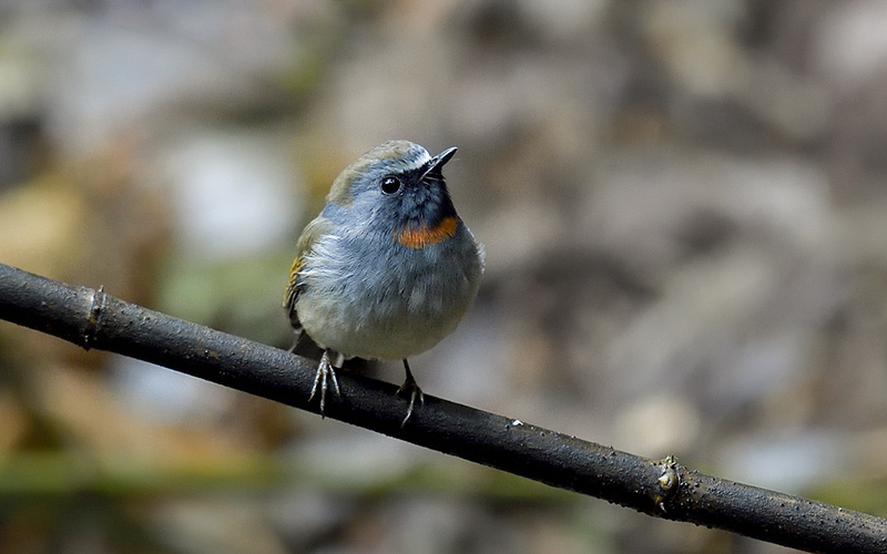 Vietnam Bird Photography Tours | Wildlife Photography Tours | VIETBIRD