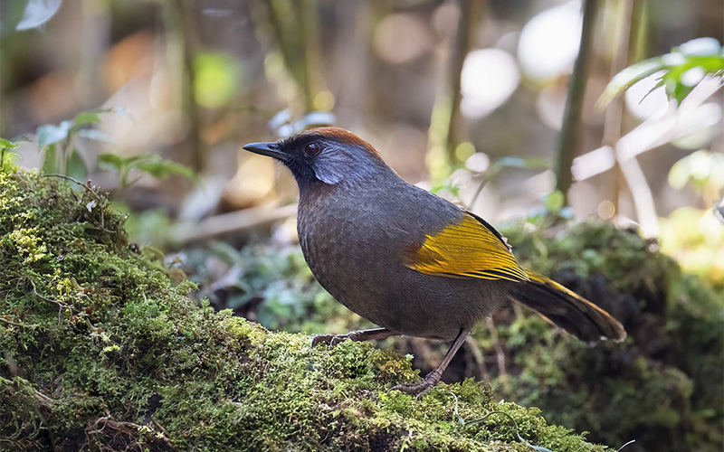 Vietnam Bird Photography Tours | Wildlife Photography Tours | VIETBIRD