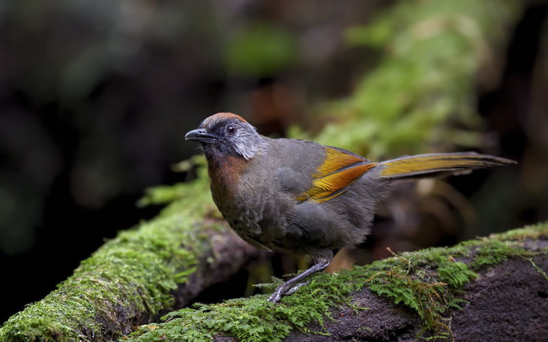 Vietnam Bird Photography Tours | Wildlife Photography Tours | VIETBIRD