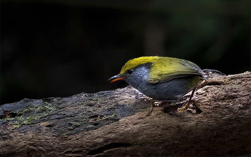 Vietnam Bird Photography Tours | Wildlife Photography Tours | VIETBIRD