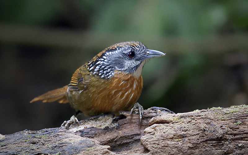 Vietnam Bird Photography Tours | Wildlife Photography Tours | VIETBIRD