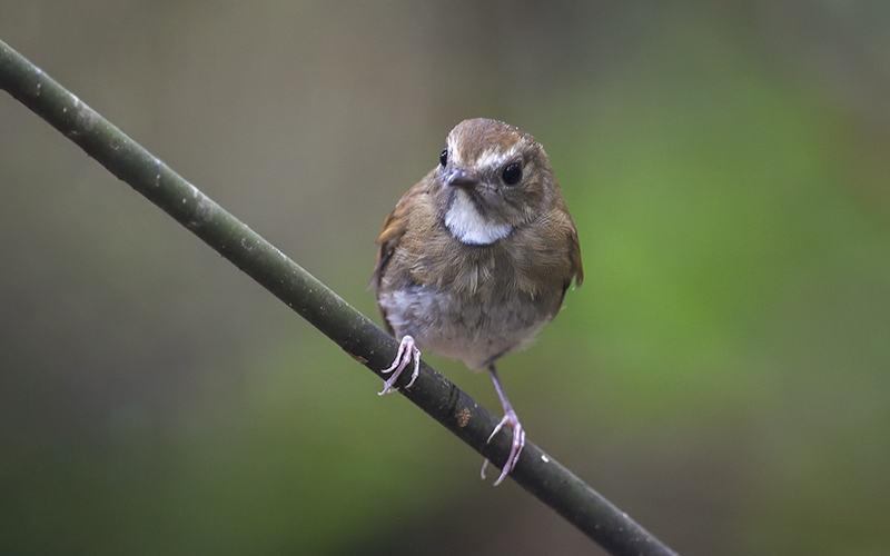 Vietnam Bird Photography Tours | Wildlife Photography Tours | VIETBIRD