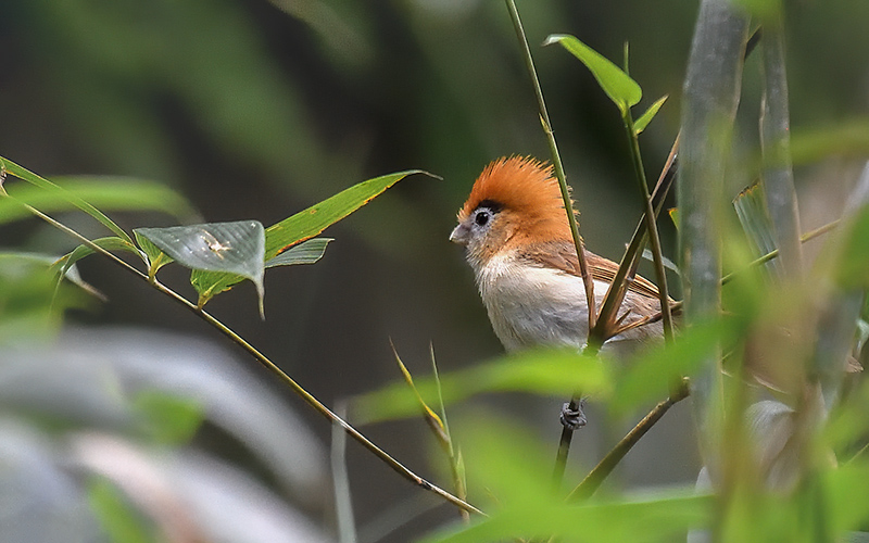 Vietnam Bird Photography Tours | Wildlife Photography Tours | VIETBIRD