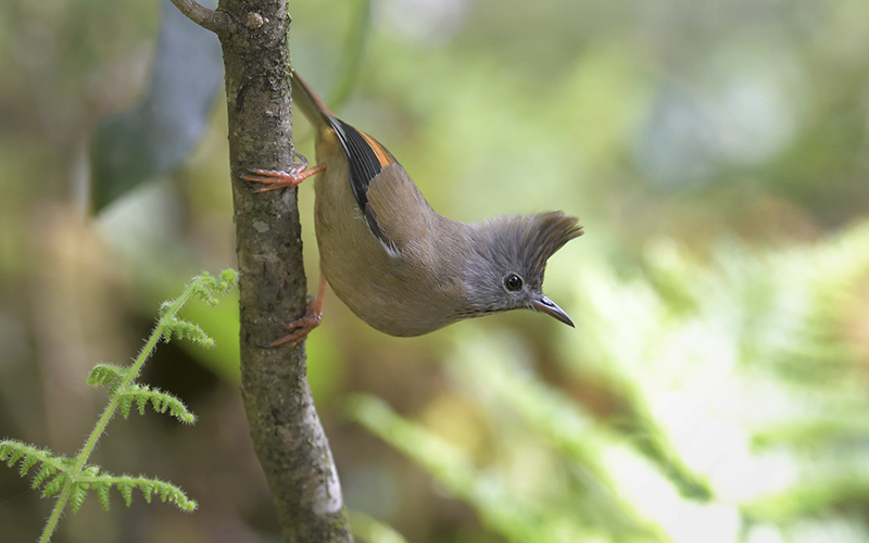 Vietnam Bird Photography Tours | Wildlife Photography Tours | VIETBIRD