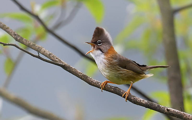 Vietnam Bird Photography Tours | Wildlife Photography Tours | VIETBIRD