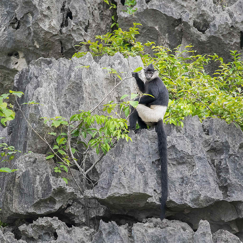 Vietnam Bird Photography Tours | Wildlife Photography Tours | VIETBIRD