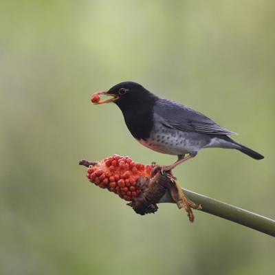 Bird Hide Photography Tour - Best of Northern Vietnam (6-Days)