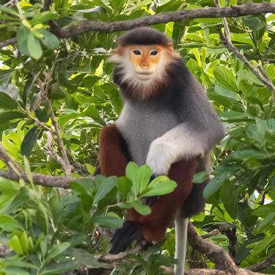 Primate Tours - Vietnam's Endangered Primates (10-Days)